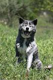 AKITA INU 338